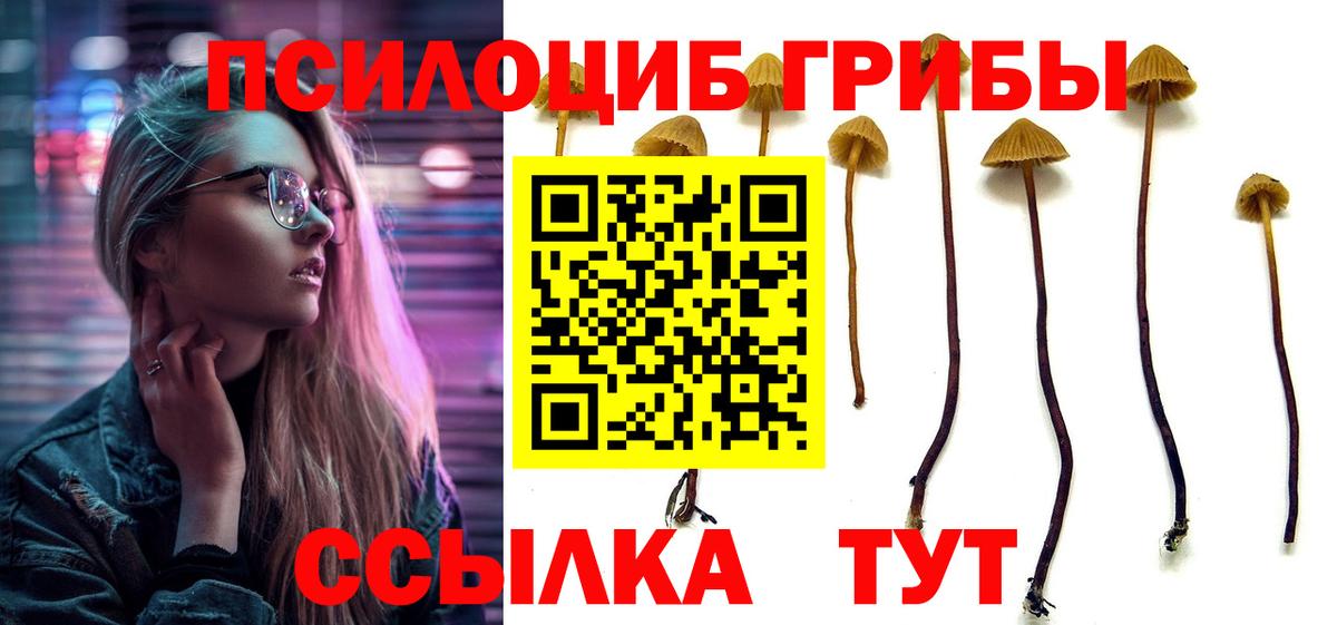 Псилоцибиновые грибы Psilocybine cubensis Абинск